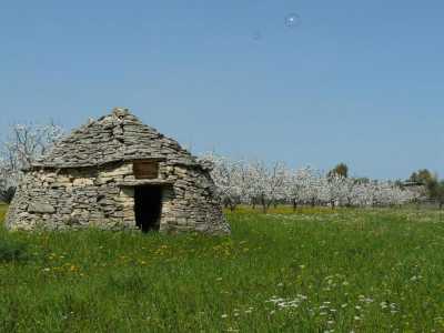 Ruvo 10.4.2011 (farfalla)